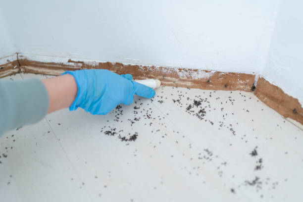 Best Flea Control Services  in Ridgefield Park, NJ